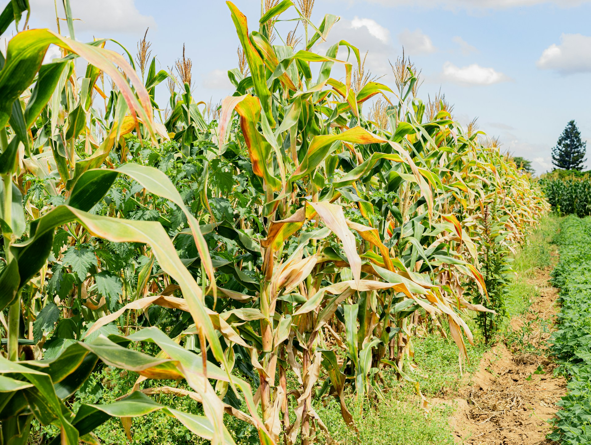 ๐พ How Maath:ai is Transforming Agriculture Through Offline AI